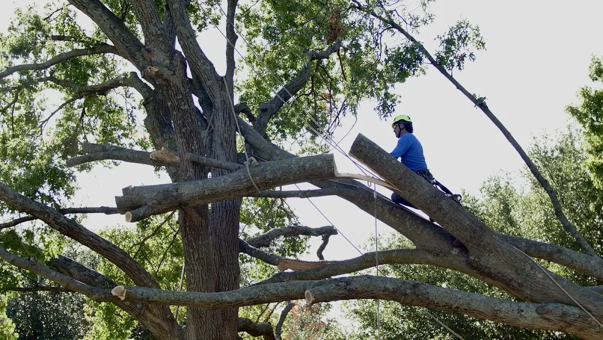 Professional Crown Thinning performed by certified arborists in Howe