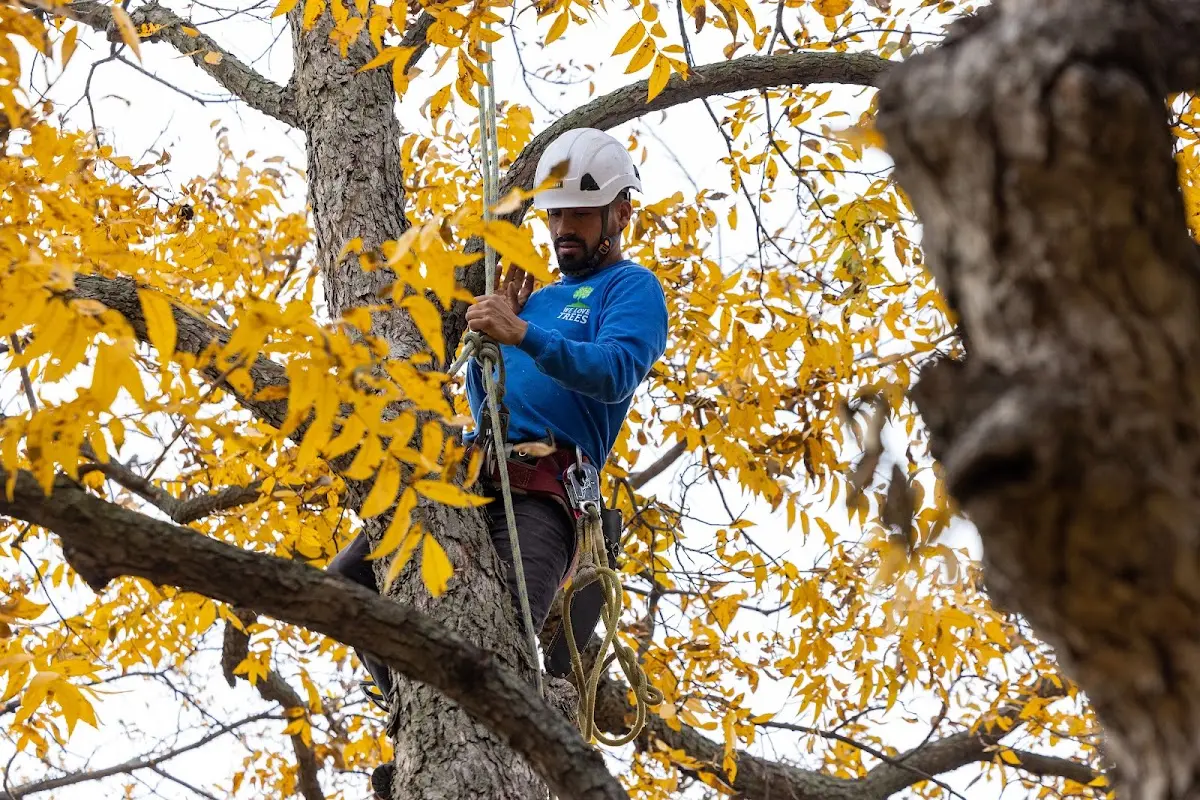 Skilled Tree Transplanting crew working in Howe